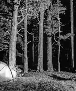 Black And White Forest And Camping paint by number