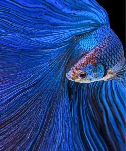 Blue Betta Fish paint by number