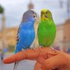 Budgies On Hand paint by number