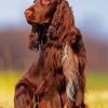 Chocolate Brown Field Spaniel Animal paint by number