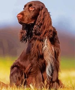 Chocolate Brown Field Spaniel Animal paint by number