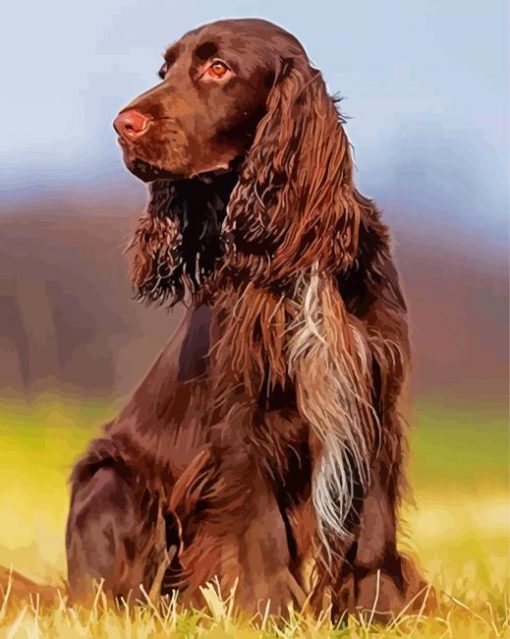 Chocolate Brown Field Spaniel Animal paint by number