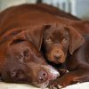 Chocolate Labrador Dogs paint by number