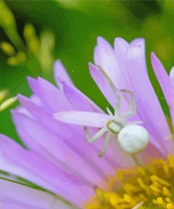 Flower With Spider paint by number