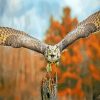 Flying Horned Owl paint by number