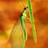 Green lacewing Insect paint by number