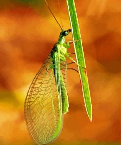 Green lacewing Insect paint by number