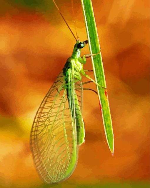 Green lacewing Insect paint by number