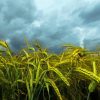 Green Malt Field paint by number