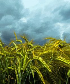 Green Malt Field paint by number