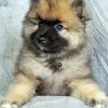 Keeshond Puppy paint by number