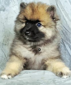 Keeshond Puppy paint by number