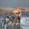 Labrador Hunting Bird In Water paint by number