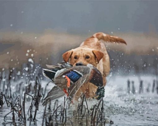 Labrador Hunting Bird In Water paint by number