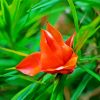 Orange Pandanus Flower paint by number