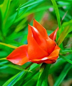 Orange Pandanus Flower paint by number