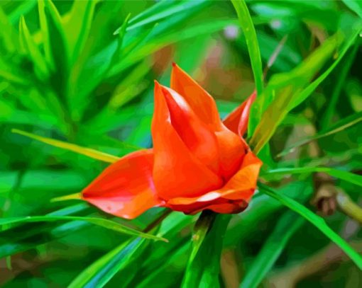 Orange Pandanus Flower paint by number