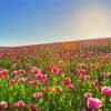 Pink Flowers In Field paint by number