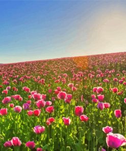 Pink Flowers In Field paint by number