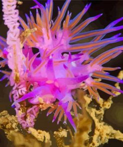 Pink Sea Slug paint by number