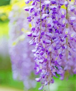 Purple French Wisteria paint by number