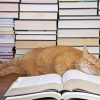 Sleepy Cat And Books paint by number