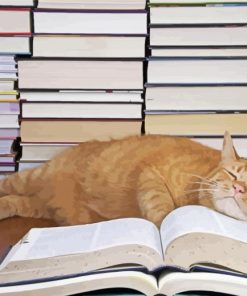 Sleepy Cat And Books paint by number