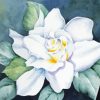 White Gardenia Flower paint by number