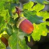 Acorn And Leaves paint by number