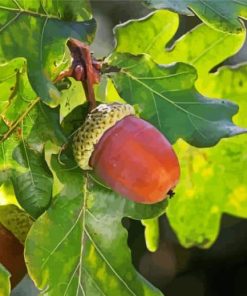 Acorn And Leaves paint by number