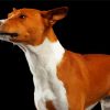 Basenji Dog paint by number