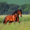 Brown Bay Horse In Field paint by number