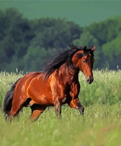 Brown Bay Horse In Field paint by number