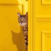 Cat Yellow Wall paint by number