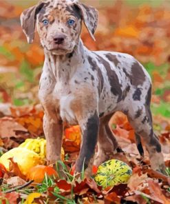 Catahoula paint by number