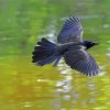 Common Grackle Flying paint by number