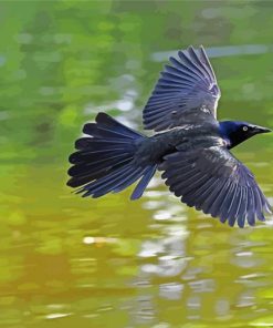 Common Grackle Flying paint by number