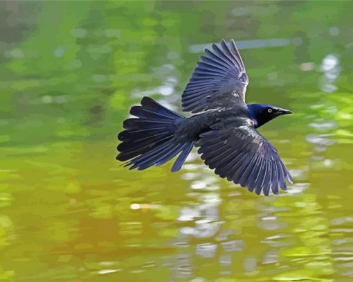 Common Grackle Flying paint by number