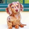 Dachshund Miniature Puppy paint by number