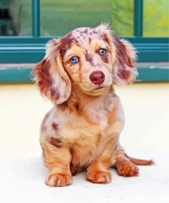 Dachshund Miniature Puppy paint by number