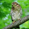 Hawks In A Green Forest paint by number