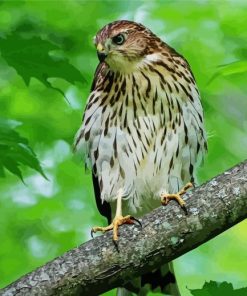 Hawks In A Green Forest paint by number