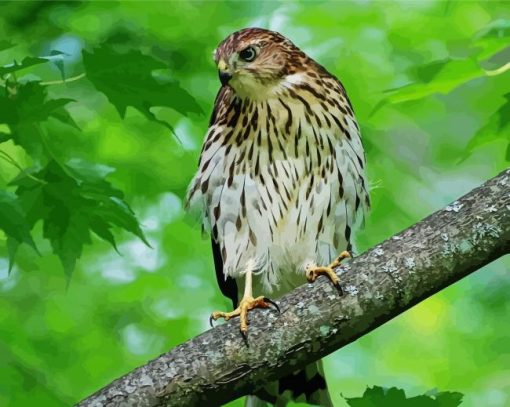 Hawks In A Green Forest paint by number