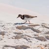 Killdeer In Beach paint by number