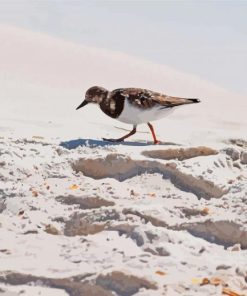 Killdeer In Beach paint by number