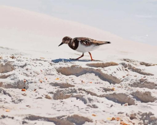 Killdeer In Beach paint by number