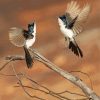 Paperback Flycatcher Birds paint by number