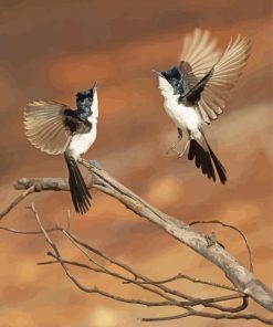 Paperback Flycatcher Birds paint by number