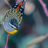 Pardalote Bird On A Branch paint by number