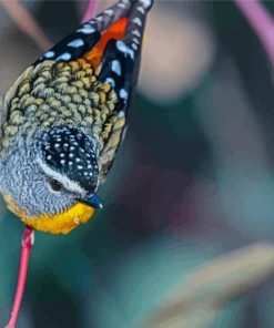 Pardalote Bird On A Branch paint by number